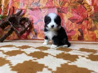Rocky 4808, a male Miniature Australian Shepherd for sale in Grabill, IN – 8 of 9