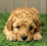 Levi, a male Poodle - Miniature  for sale in Grabill, IN – 2 of 2