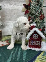 Rich, a female Poodle - Toy  for sale in Grabill, IN – Photo 2 of 3