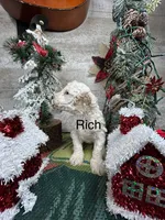 Rich, a female Poodle - Toy  for sale in Grabill, IN – Photo 3 of 3