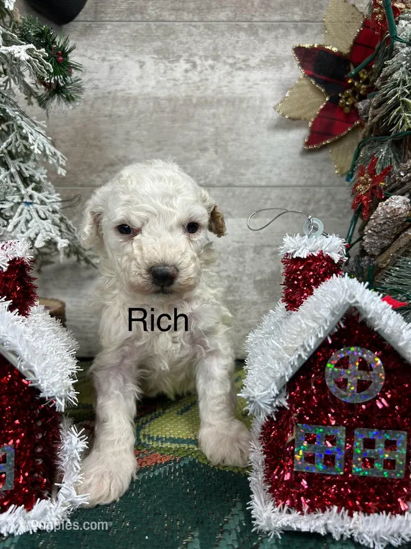 Rich