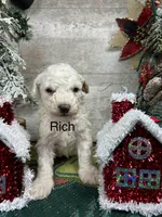 Rich, a female Poodle - Toy  for sale in Grabill, IN – Photo 1 of 3