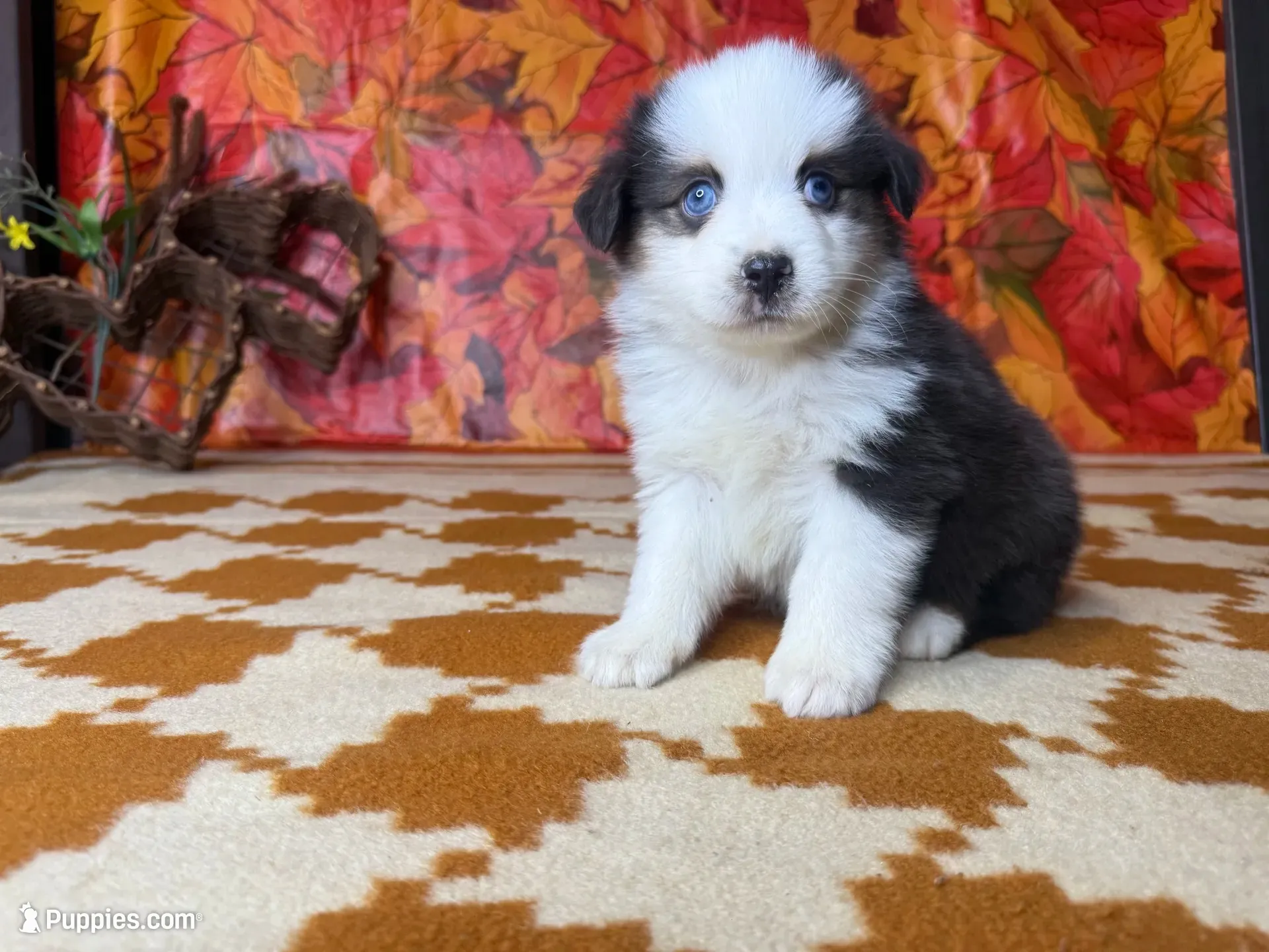 Tucker 4806, a male Miniature Australian Shepherd for sale in Grabill, IN – 6 of 7