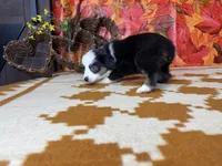 Daisy 4804, a female Miniature Australian Shepherd for sale in Grabill, IN – 3 of 9