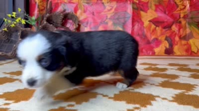 Lucy 4830, a female Miniature Australian Shepherd for sale in Grabill, IN – 7 of 7