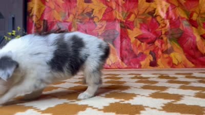 Stella 4807, a female Miniature Australian Shepherd for sale in Grabill, IN – 5 of 5