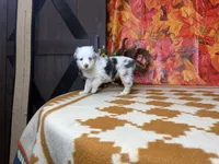 Stella 4807, a female Miniature Australian Shepherd for sale in Grabill, IN – 3 of 5