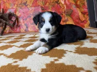 Dan 4815, a male Miniature Australian Shepherd for sale in Grabill, IN – 2 of 9