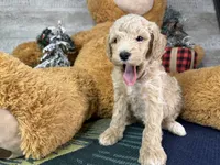 Ella:0773, a female Poodle - Miniature  for sale in Grabill, IN – Photo 4 of 9