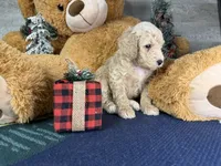 Ella:0773, a female Poodle - Miniature  for sale in Grabill, IN – Photo 7 of 9