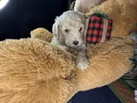 Ella:0773, a female Poodle - Miniature  for sale in Grabill, IN – Photo 2 of 9