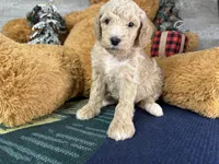 Ella:0773, a female Poodle - Miniature  for sale in Grabill, IN – Photo 9 of 9