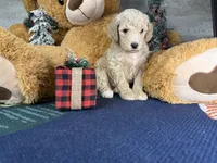 Ella:0773, a female Poodle - Miniature  for sale in Grabill, IN – Photo 1 of 9