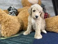 Ella:0773, a female Poodle - Miniature  for sale in Grabill, IN – Photo 6 of 9