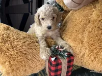 Ella:0773, a female Poodle - Miniature  for sale in Grabill, IN – Photo 5 of 9