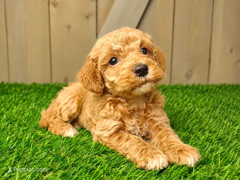 Layla – Poodle - Miniature  puppy for sale in Grabill, IN