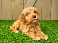 Layla, a female Poodle - Miniature  for sale in Grabill, IN – 1 of 2