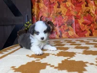 Tucker 4806, a male Miniature Australian Shepherd for sale in Grabill, IN – 4 of 7