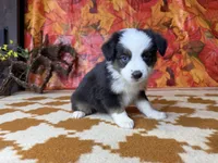 Daisy 4804, a female Miniature Australian Shepherd for sale in Grabill, IN – 2 of 9