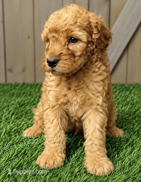 Lucy – Poodle - Miniature  puppy for sale in Grabill, IN