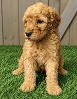 Lucy, a female Poodle - Miniature  for sale in Grabill, IN – 1 of 2