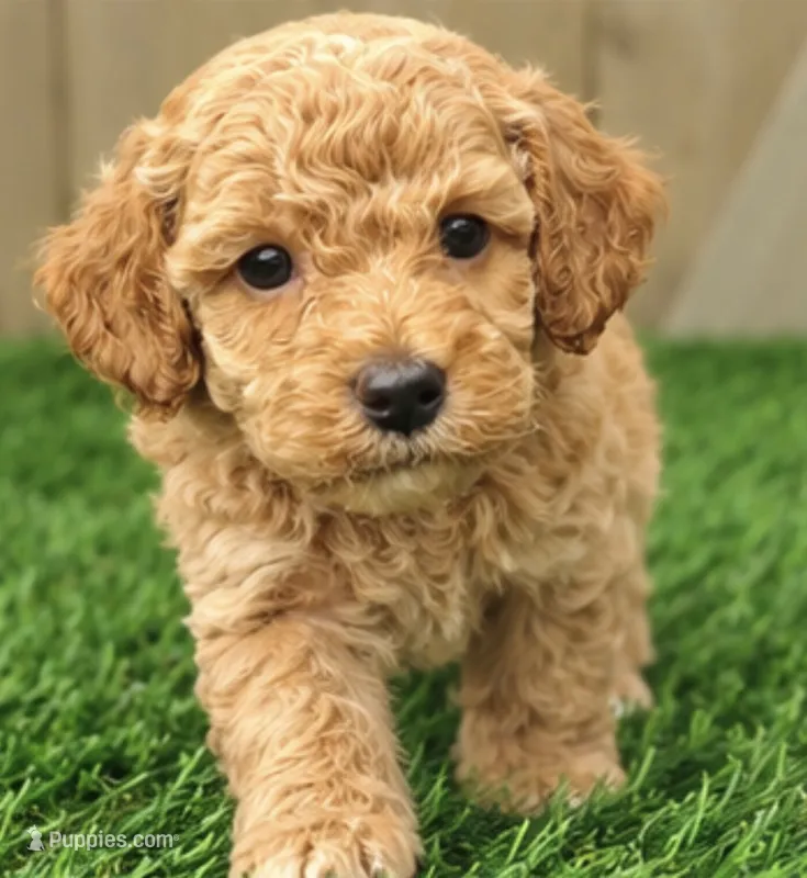 Lucas – Poodle - Miniature  puppy for sale in Grabill, IN