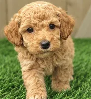 Lucas, a male Poodle - Miniature  for sale in Grabill, IN – 1 of 3