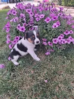 Rocky , a male Cavalier King Charles Spaniel and Chihuahua for sale in Grabill, IN – 2 of 3