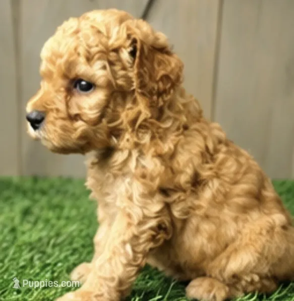 Levi – Poodle - Miniature  puppy for sale in Grabill, IN