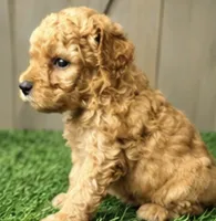 Levi, a male Poodle - Miniature  for sale in Grabill, IN – 1 of 2