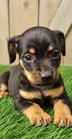 Milo, a male Miniature Pinscher for sale in Grabill, IN – 2 of 3