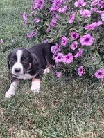 Ramsey, a male Cavalier King Charles Spaniel and Chihuahua for sale in Grabill, IN – 1 of 3