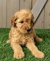 Lucy, a female Poodle - Miniature  for sale in Grabill, IN – 2 of 2