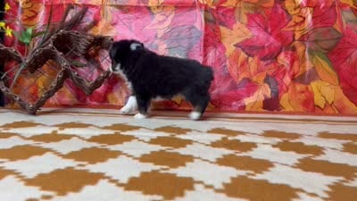 Rocky 4808, a male Miniature Australian Shepherd for sale in Grabill, IN – 9 of 9