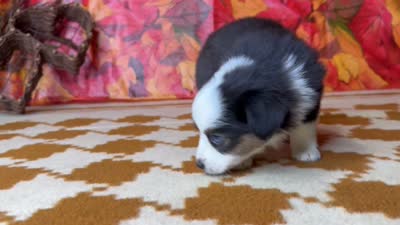 Daisy 4804, a female Miniature Australian Shepherd for sale in Grabill, IN – 9 of 9