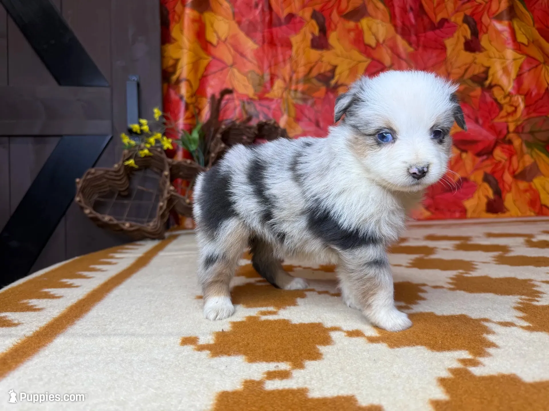 Ella 4805, a female Miniature Australian Shepherd for sale in Grabill, IN – 1 of 8