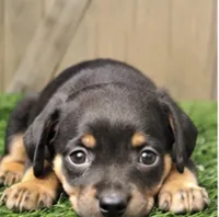 Maisie, a female Miniature Pinscher for sale in Grabill, IN – 2 of 2