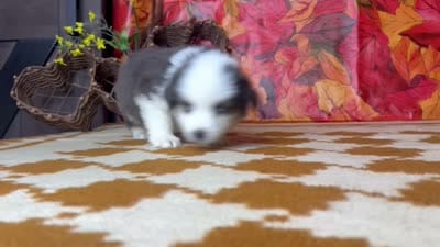 Tucker 4806, a male Miniature Australian Shepherd for sale in Grabill, IN – 7 of 7