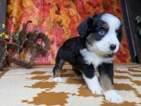 Dan 4815, a male Miniature Australian Shepherd for sale in Grabill, IN – 4 of 9