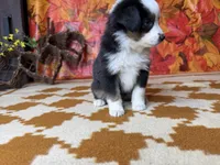 Daisy 4804, a female Miniature Australian Shepherd for sale in Grabill, IN – 6 of 9