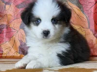 Tucker 4806, a male Miniature Australian Shepherd for sale in Grabill, IN – 3 of 7