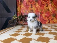 Ella 4805, a female Miniature Australian Shepherd for sale in Grabill, IN – 4 of 8