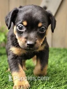 Mocha – Miniature Pinscher puppy for sale in Grabill, IN