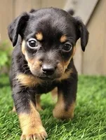 Mocha, a female Miniature Pinscher for sale in Grabill, IN – 1 of 2