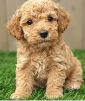 Lucas, a male Poodle - Miniature  for sale in Grabill, IN – 2 of 3
