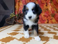 Dan 4815, a male Miniature Australian Shepherd for sale in Grabill, IN – 8 of 9