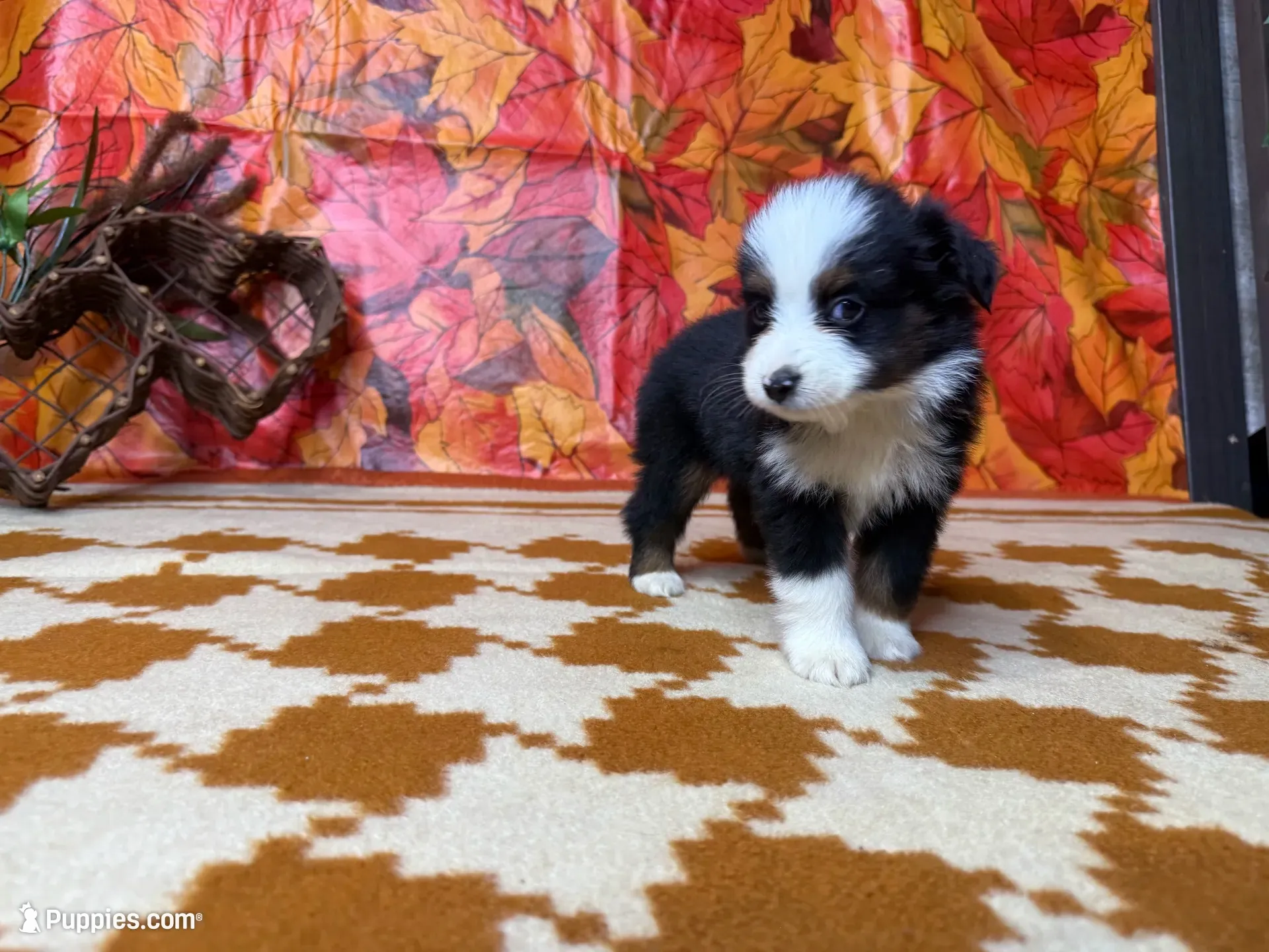 Rocky 4808, a male Miniature Australian Shepherd for sale in Grabill, IN – 5 of 9