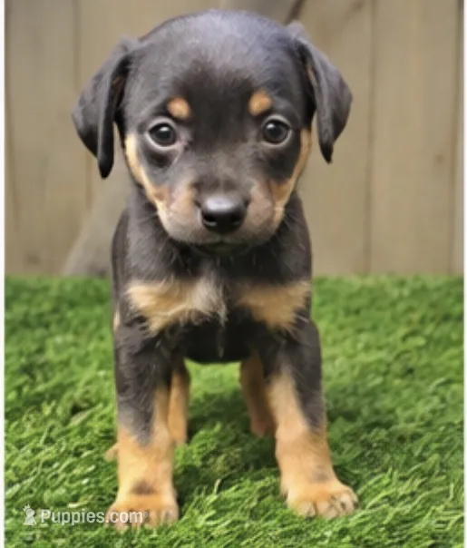 Maisie – Miniature Pinscher puppy for sale in Grabill, IN