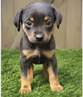 Maisie, a female Miniature Pinscher for sale in Grabill, IN – 1 of 2