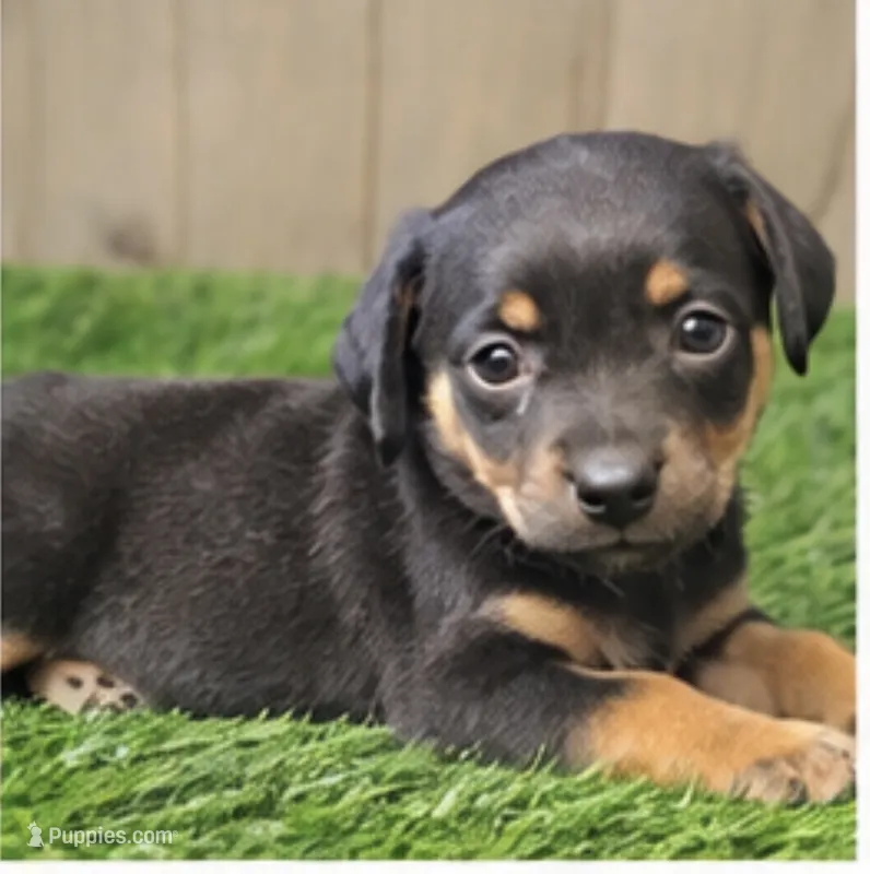 Murphy – Miniature Pinscher puppy for sale in Grabill, IN